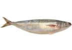 JackMackerel