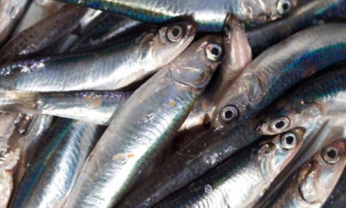 WhatsApp Image 2020-02-06 at 11.09.03